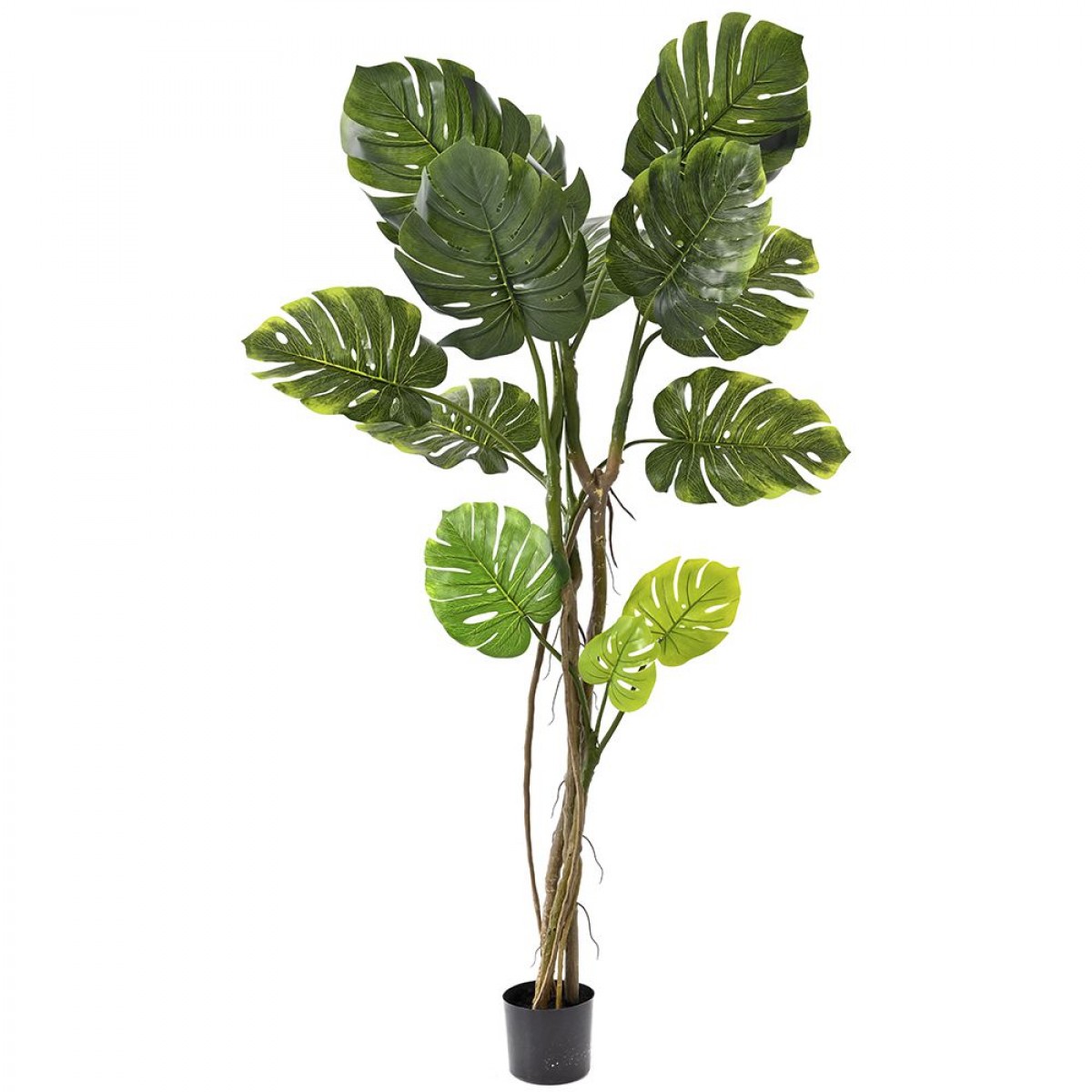 Φυτό μονστέρα με 8 φύλλα σε πλαστική γλάστρα 17x15x165
